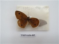 藏品(江崎波眼蝶)的圖片